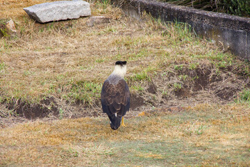 known bird with carcara outdoors in Rio de Janeiro.
