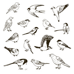 Garden birds vector illustrations set