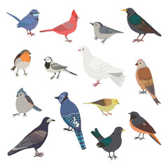 Garden birds vector illustrations set