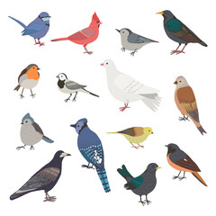 Fototapeta premium Garden birds vector illustrations set