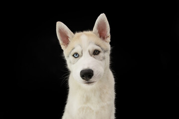 Portrait husky puppy dog with sad expression. Isolated on black background © Sandra