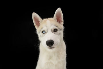 Portrait husky puppy dog with sad expression. Isolated on black background