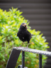 Blackbird