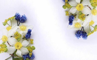 White-yellow daffodils and blue muscari on a white background. Spring bouquet. Background for a greeting card.
