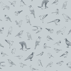 Garden birds vector seamless pattern