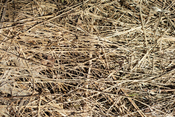 Dry grass. Texture of dry plants. Details of nature.