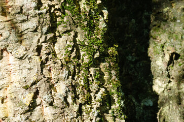 Cork oak trunk. Cork oak tree bark macro.