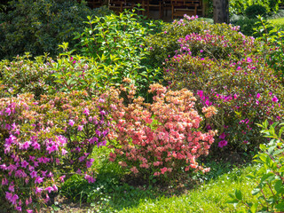 Blooming garden in the park. landscape interior. Beautiful plants. Growing flowers.