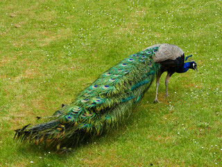 The Indian peafowl, Pavo cristatus,  common peafowl or blue peafowl, is  native to the Indian subcontinent. It's introduced to many countries (this one is photographed in the Netherlands )