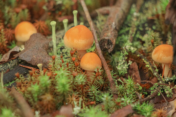 small yellow mushrooms among the grass and moss in the forest