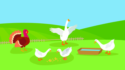 Obraz na płótnie Canvas Four geese and a turkey graze on the lawn