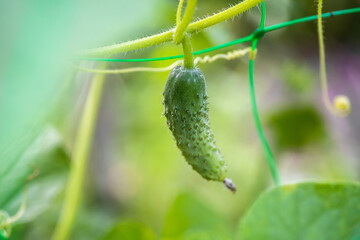 One green ripe cucumber on a bush among the leaves. Yellow flowers of a cucumber growing on a bed. Cucumber on the background of the garden.