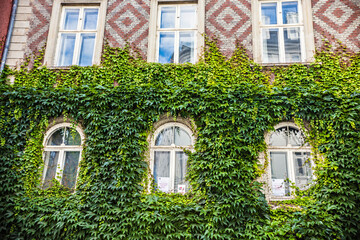 Fototapeta na wymiar Beautiful ivy house in Copenhagen downtown, traditional Danish architecture, Denmark