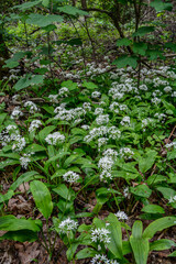 Flowering plants of wild garlic in the garden .