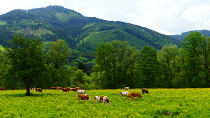 Fototapeta na wymiar Kühe in den steirischen Alpen