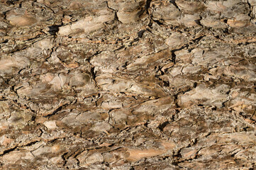 embossed texture of the brown bark of a tree