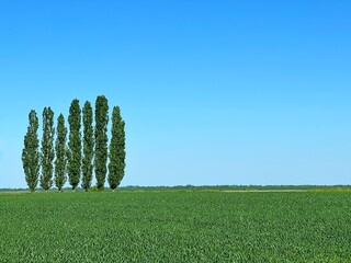 Agricultural wheat green field against clear sky and poplar trees on horizon at sunny summer day....