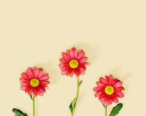 Simple red flowers with green leaf on neutral beige color background with copy space. Nature design minimal backdrop, summer or spring creative flatlay. Chrysanthemum daisy blooming flower, top view
