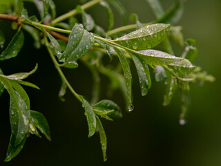 frost on leaf