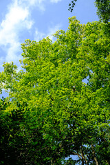 初夏の大原の風景