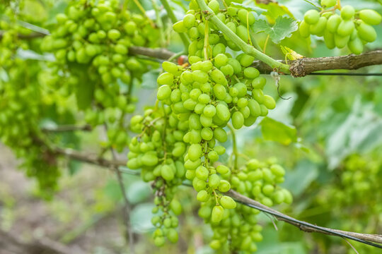 Vine and bunch of white grapes in garden. Delicate small fruits and green leaves