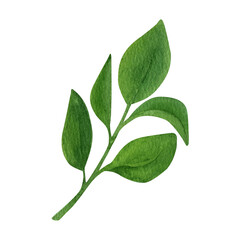 Fototapeta premium Lemon fruit leaves watercolor clipart. Illustration of fresh lemon summer greenery.