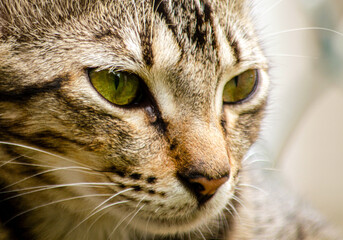 close up portrait of a cat