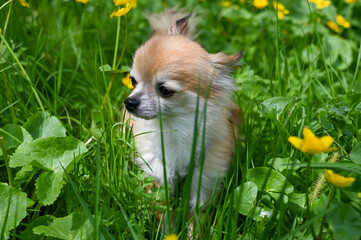 Cute chihuahua dog on a flower meadow