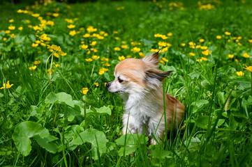 One  Chihuahua dog is sitting on a green meadow