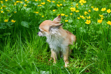 Chihuahua dog is sitting on a green meadow