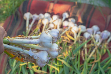 Fresh garlic harvested from the garden bed