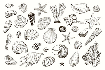 seashells vector sea line illustrations set