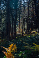 forest trees yellow leaves