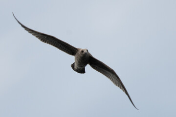Subantarktikskua (Catharacta lonnbergi) im Flug über der Drake Passage