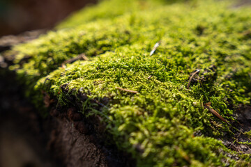 green moss on a stone