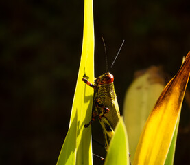 Grasshopper in detail, on a leaf. Dark background.