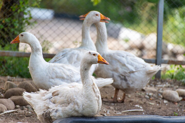 white geese