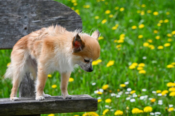 Chihuahua dog is standing on a bench in nature and looks down