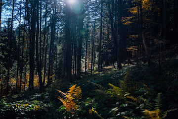 Deep forest yellow leafs