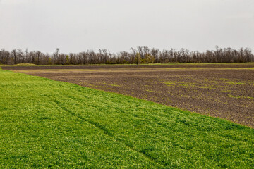 Fototapeta na wymiar Green fields and cloudy sky on a sunny day. Green cultivated fields next to the arable land and with the forest in the distance. Spring view. Young green wheat fields in spring.