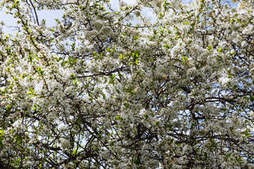 Photo of beautiful white flowers on a tree in early spring on a sunny spring day. White flowers on a branch of a fruit tree. Beautiful spring background of flowering trees. Selective focus.