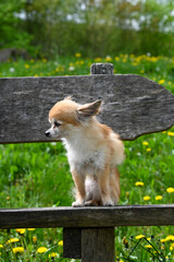 Chihuahua dog sits on a bench in nature and looks to the side