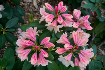 Bright rhododendron flowers in the garden. Spring signs. Beautiful flowers in May