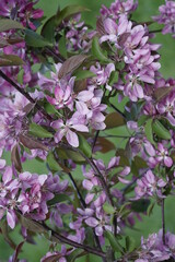 Crimson flowers on an apple tree. Spring signs. Beautiful flowers in May