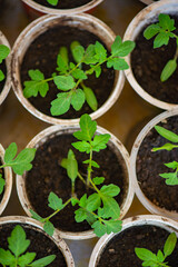 many different seedlings grow in peat glasses. High quality photo
