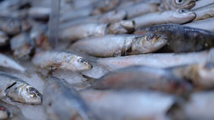 Fish on ice on a supermarket shelves