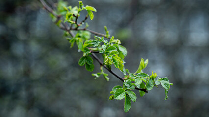 Frühling Foto von Biryar Kouti