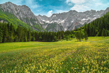 Flowery field and high snowy mountains in background, Slovenia