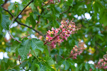 Aesculus × carnea, or red horse-chestnut, is a medium-sized tree, an artificial hybrid between A. pavia (red buckeye) and A. hippocastanum (horse-chestnut). 