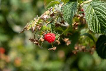 wild strawberry on a bush